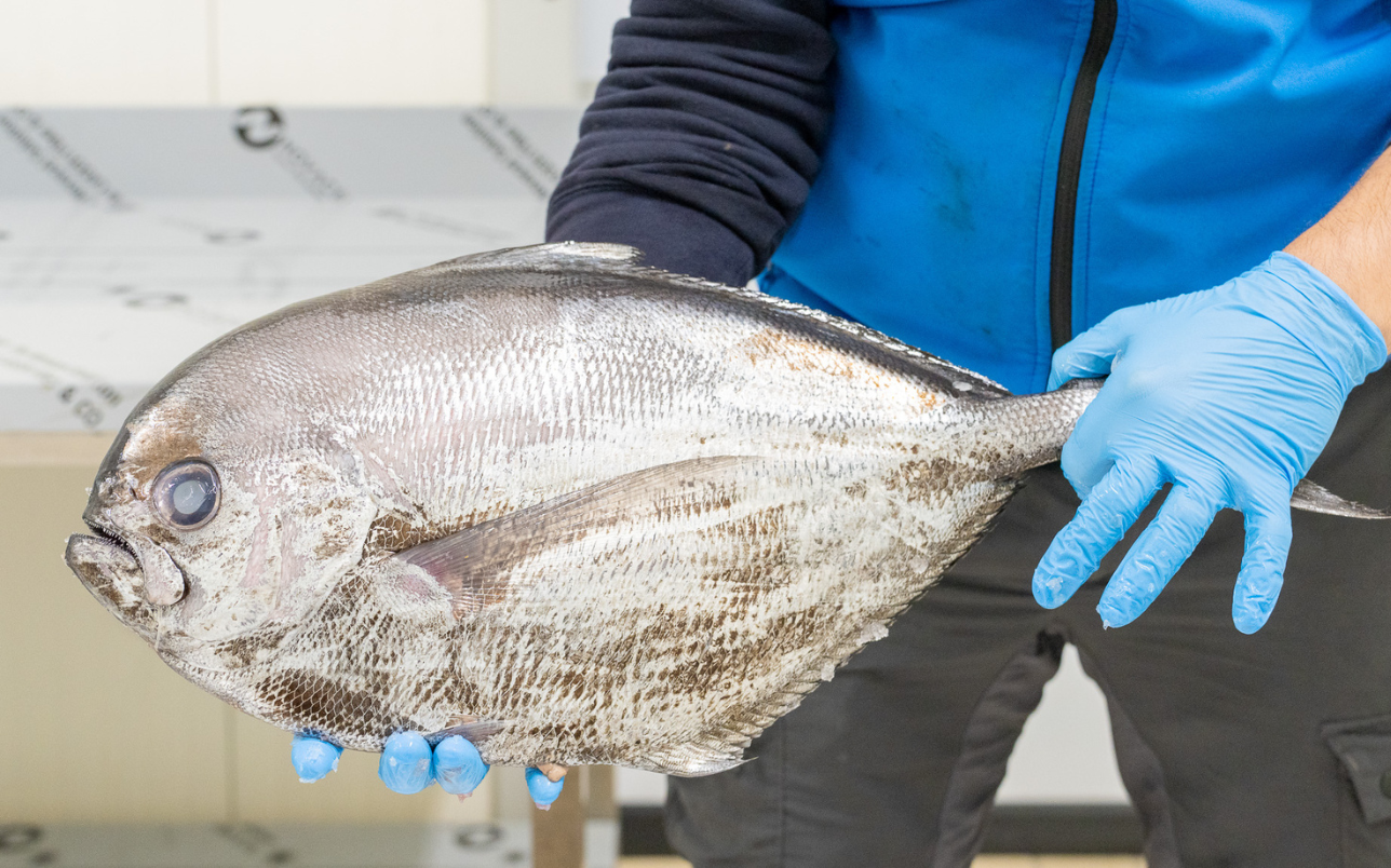 pesce all'ingrosso